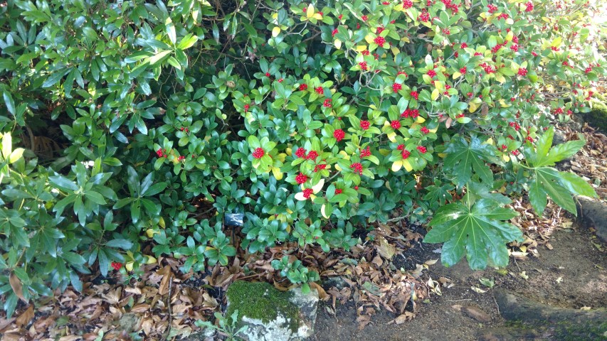 skimmia japonica plantplacesimage20161016_120145.jpg