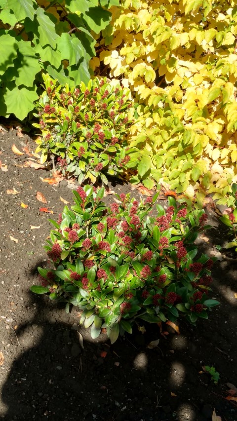skimmia japonica plantplacesimage20161016_120414.jpg