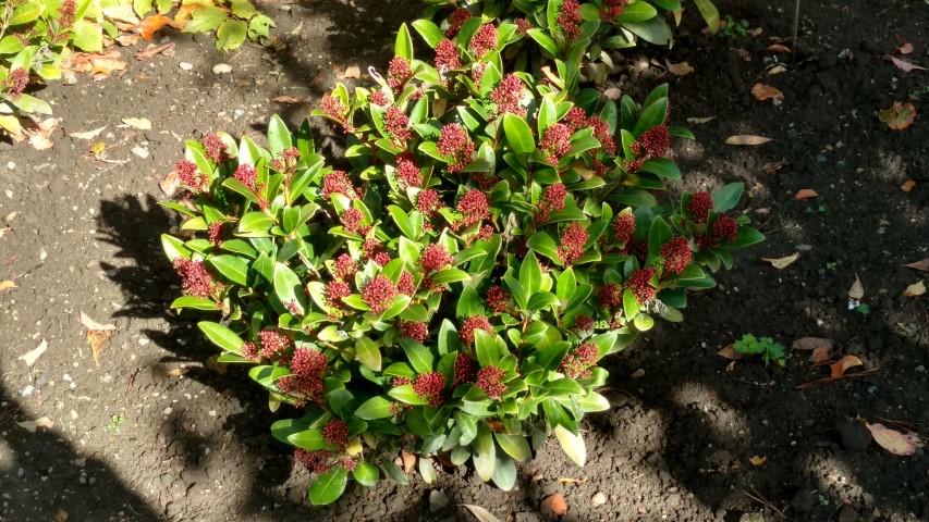 skimmia japonica plantplacesimage20161016_120437.jpg