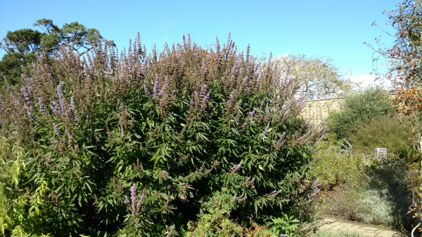 Vitus agnus-cactus plantplacesimage20161016_121808.jpg