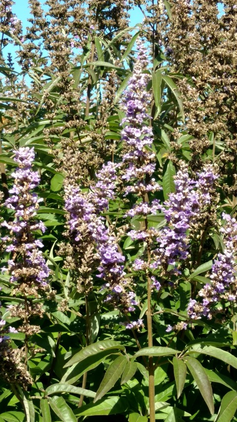 Vitus agnus-cactus plantplacesimage20161016_121828.jpg