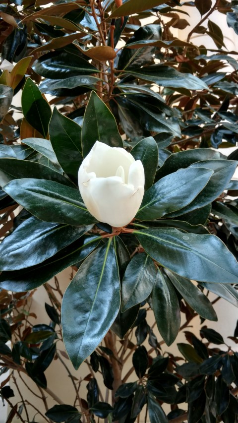 Magnolia grandiflora plantplacesimage20161105_125624.jpg