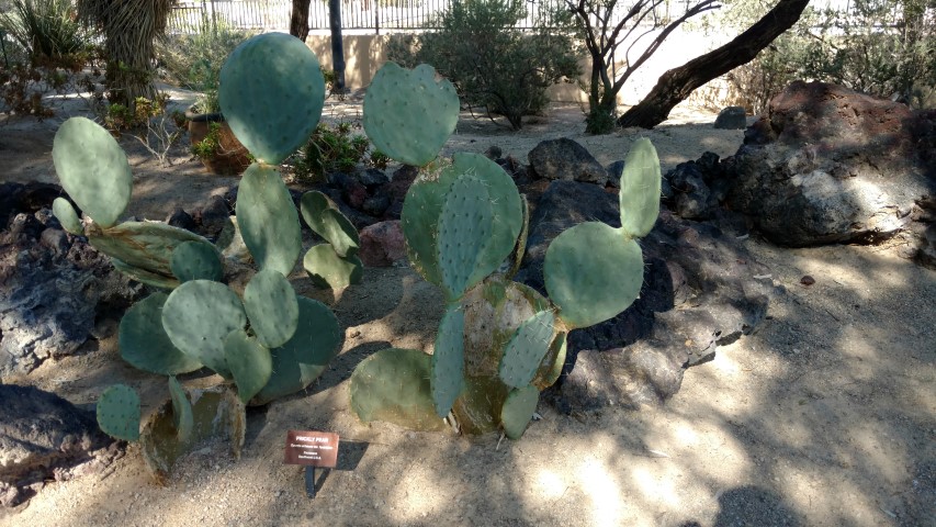 Optunia erinaceae plantplacesimage20161106_105033.jpg