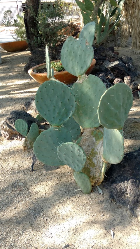 Optunia erinaceae plantplacesimage20161106_105052.jpg