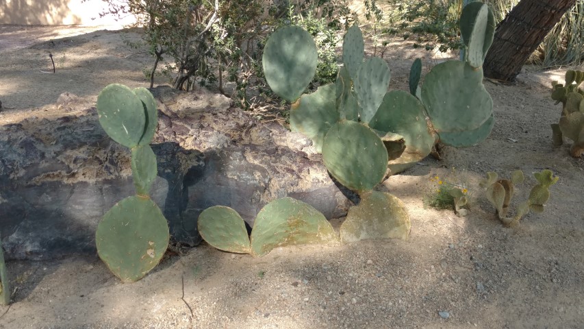 Optunia erinaceae plantplacesimage20161106_105106.jpg