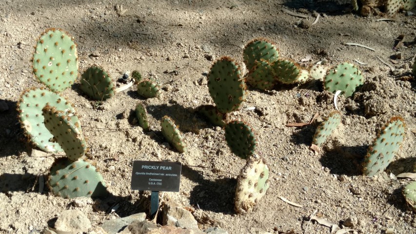 Opuntia lindheimeri plantplacesimage20161106_105310.jpg