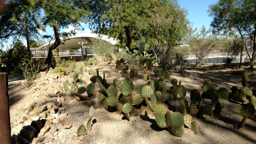 Opuntia lindheimeri plantplacesimage20161106_105323.jpg