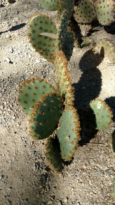 Opuntia lindheimeri plantplacesimage20161106_105353.jpg