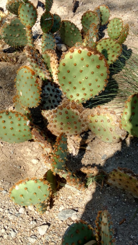 Opuntia lindheimeri plantplacesimage20161106_105410.jpg