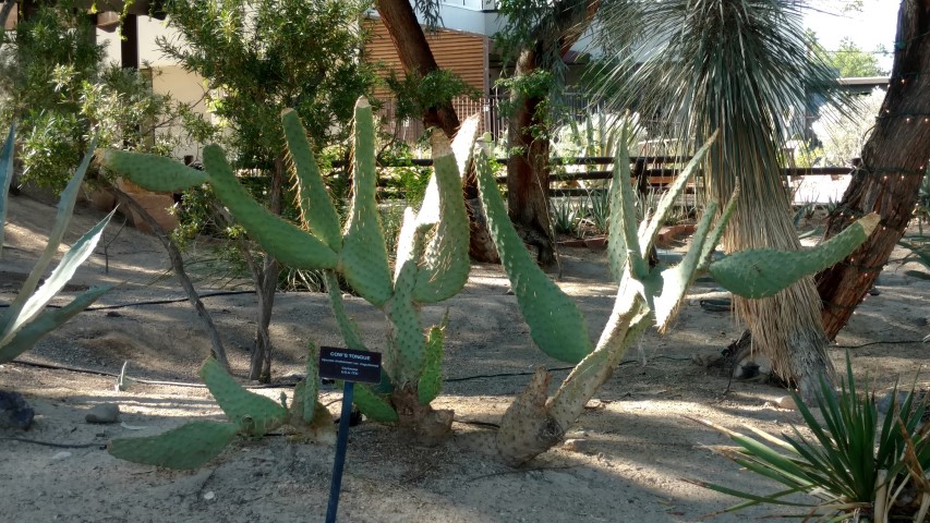 Opuntia lindheimeri plantplacesimage20161106_105658.jpg