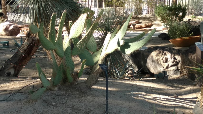 Opuntia lindheimeri plantplacesimage20161106_105724.jpg