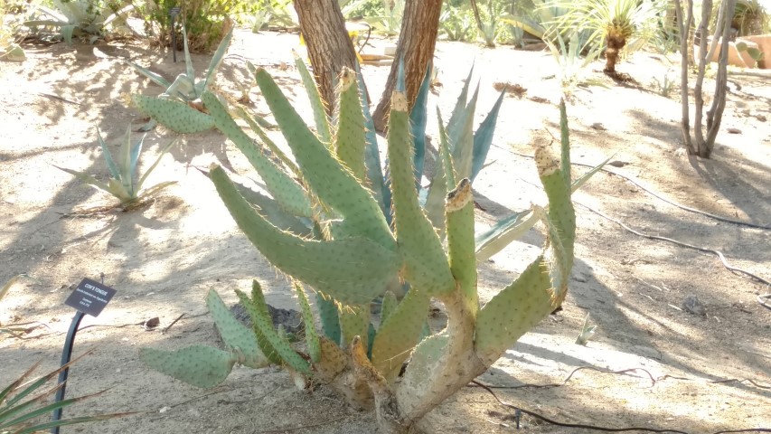 Opuntia lindheimeri plantplacesimage20161106_105745.jpg