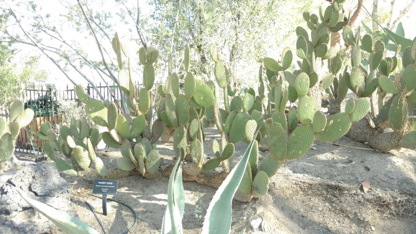 Opuntia microdasys plantplacesimage20161106_110106.jpg