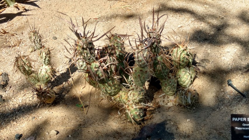 Tephrocactus articulated plantplacesimage20161106_111204.jpg