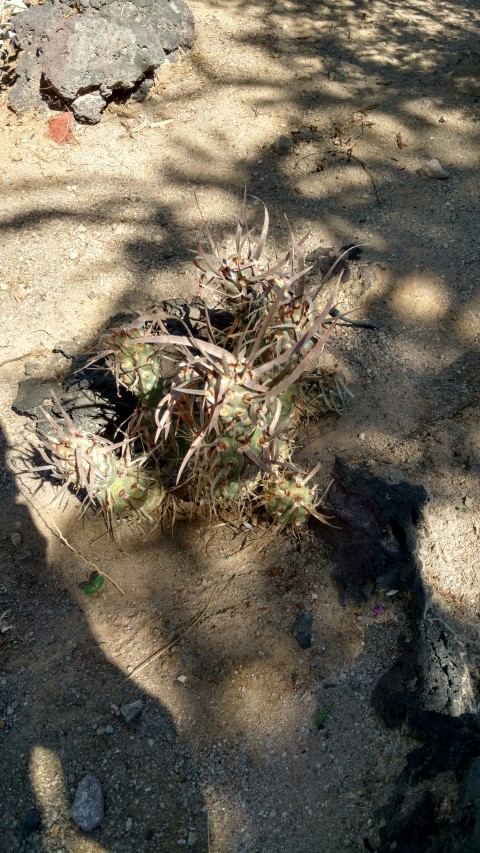 Tephrocactus articulated plantplacesimage20161106_111219.jpg
