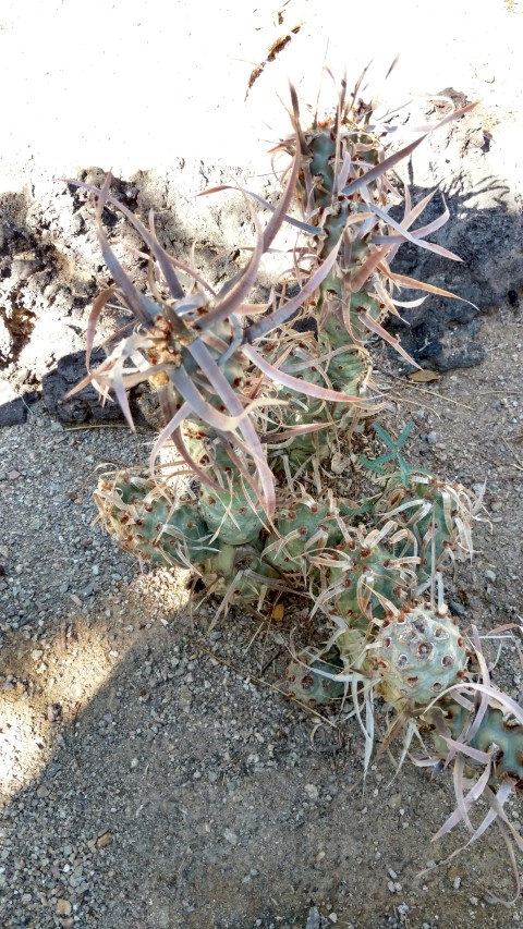Tephrocactus articulated plantplacesimage20161106_111237.jpg
