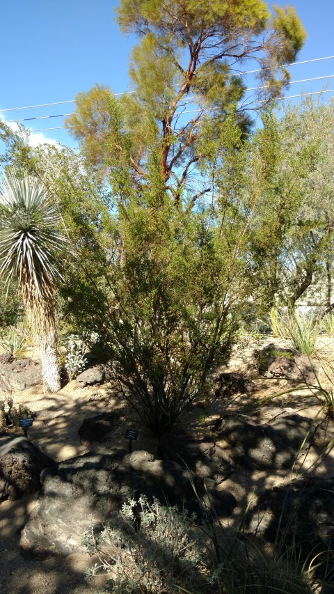 Larrea tridentata plantplacesimage20161106_111319.jpg