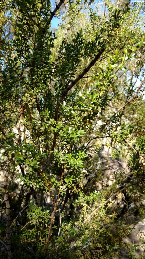Larrea tridentata plantplacesimage20161106_111344.jpg