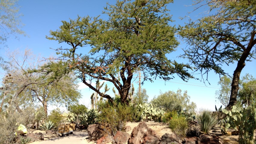 Acacia schaffneri plantplacesimage20161106_112455.jpg