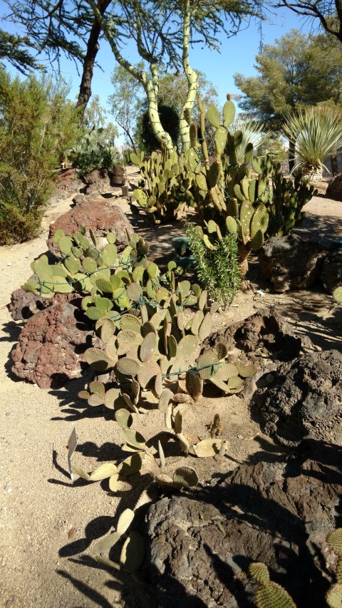 Opuntia microdasys plantplacesimage20161106_112807.jpg