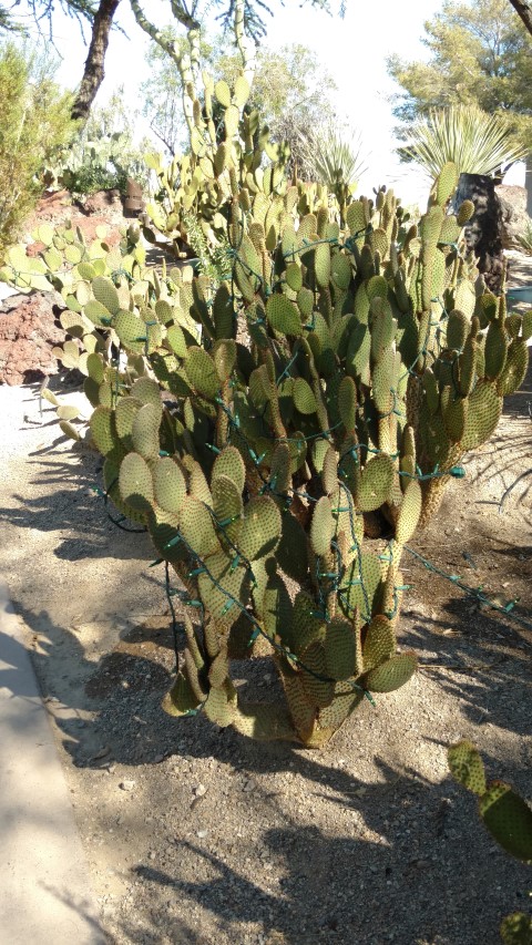 Opuntia microdasys plantplacesimage20161106_112826.jpg