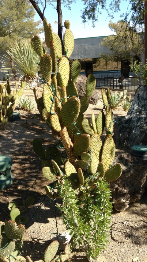 Opuntia microdasys plantplacesimage20161106_112841.jpg