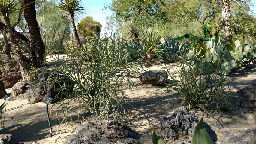 Opuntia arbuscula plantplacesimage20161106_112935.jpg