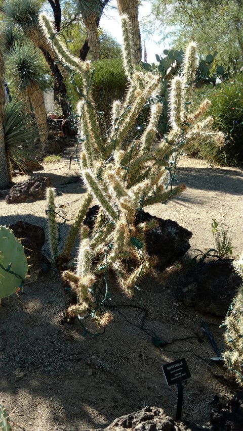 Optunia echinopcarpa plantplacesimage20161106_113421.jpg