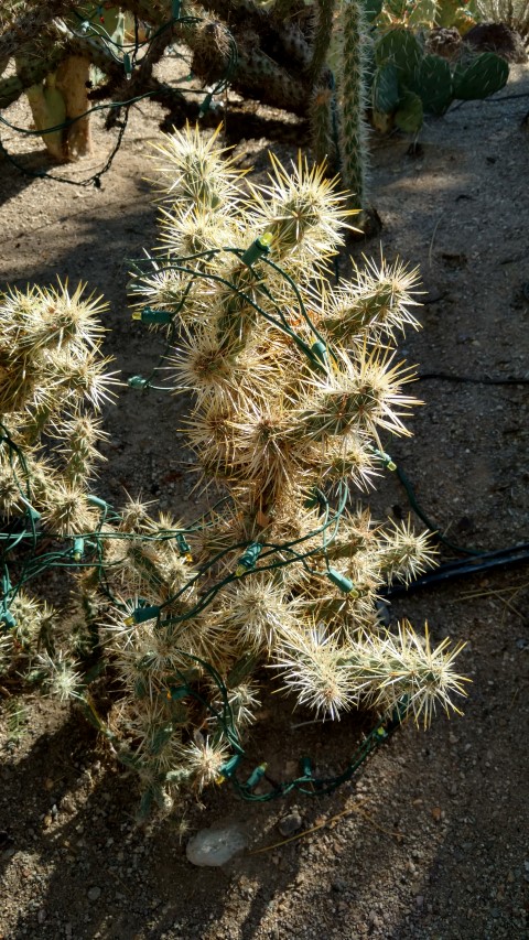 Optunia echinopcarpa plantplacesimage20161106_113444.jpg