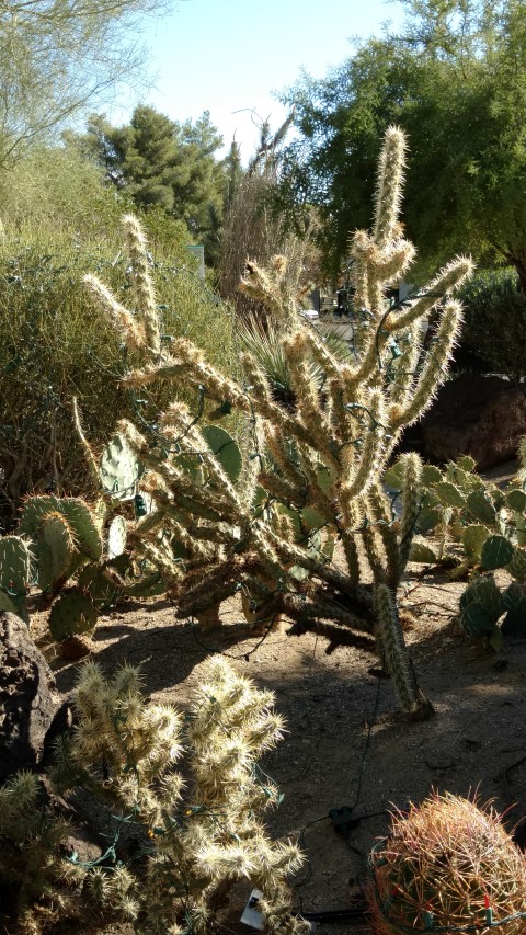 Optunia echinopcarpa plantplacesimage20161106_113504.jpg