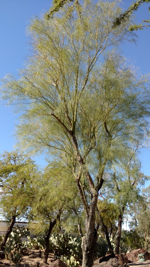 Parkinsonia aculeata plantplacesimage20161106_113717.jpg