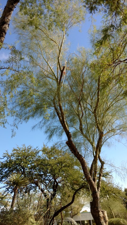 Parkinsonia aculeata plantplacesimage20161106_113916.jpg