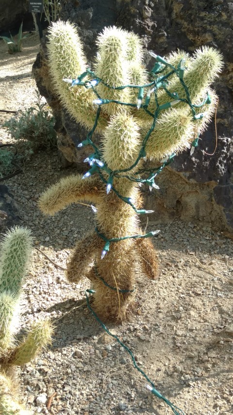 Opuntia bigelovii plantplacesimage20161106_114332.jpg