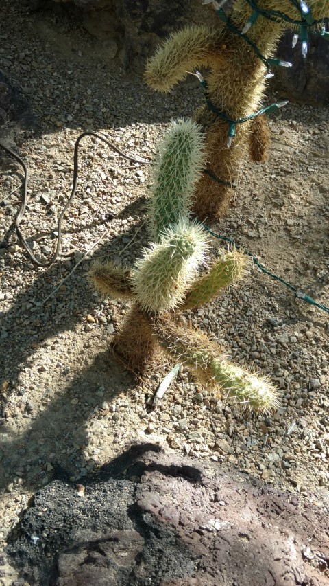 Opuntia bigelovii plantplacesimage20161106_114347.jpg