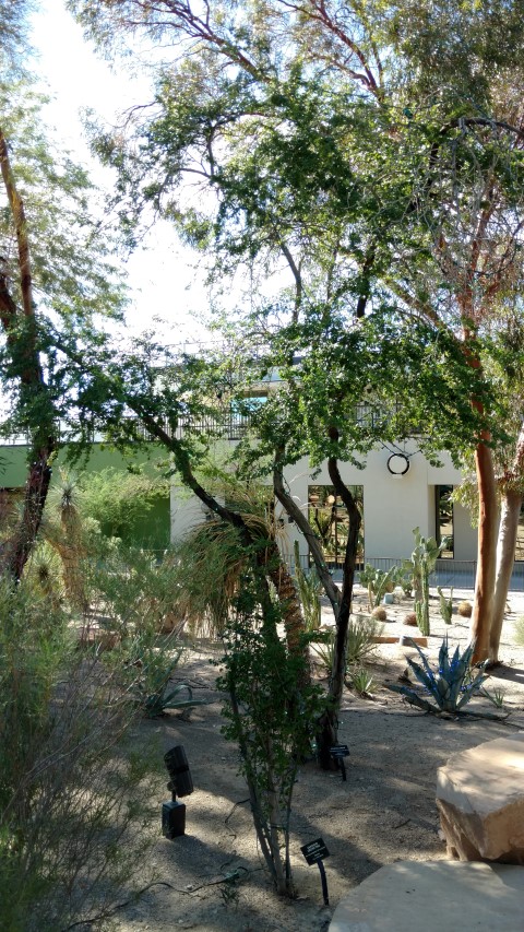 Pithecellobium flexicaule plantplacesimage20161106_115010.jpg