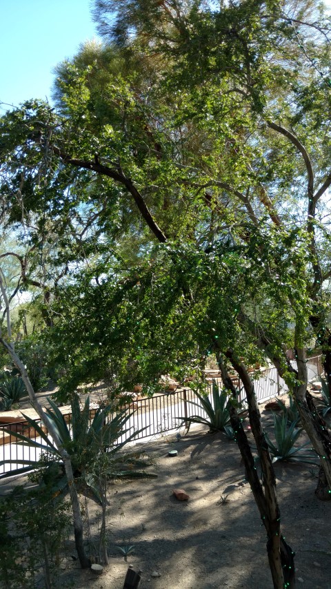 Pithecellobium flexicaule plantplacesimage20161106_115052.jpg