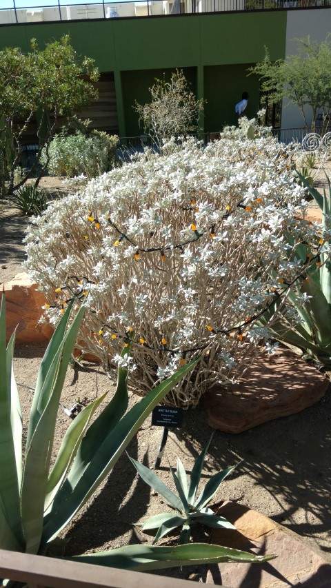 Eneclia farinosa plantplacesimage20161106_115357.jpg