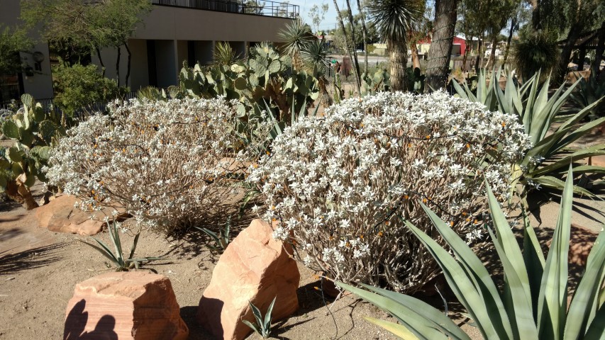 Eneclia farinosa plantplacesimage20161106_115429.jpg