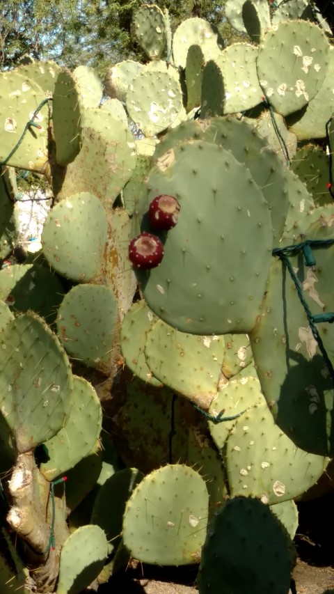 Opuntia lindheimeri plantplacesimage20161106_115730.jpg