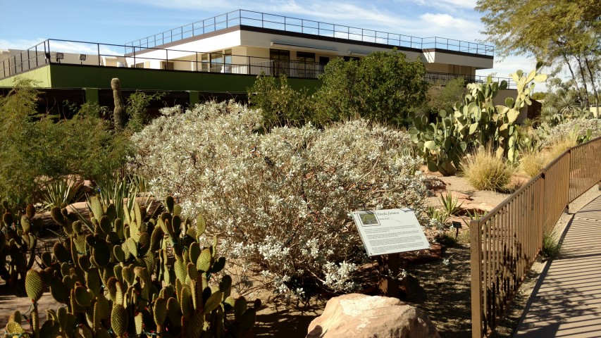 Eneclia farinosa plantplacesimage20161106_115916.jpg