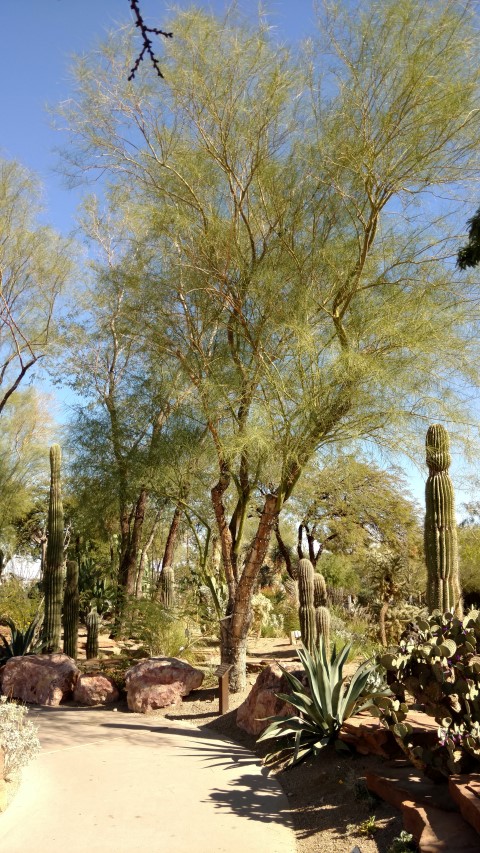 Parkinsonia aculeata plantplacesimage20161106_115959.jpg