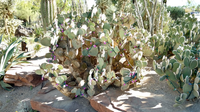 Opuntia rufida plantplacesimage20161106_120109.jpg