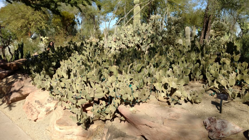 Opuntia microdasys plantplacesimage20161106_120140.jpg