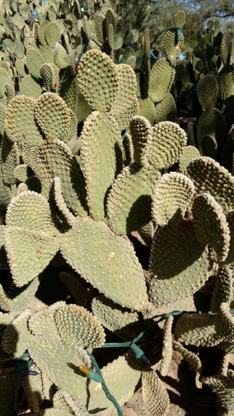 Opuntia microdasys plantplacesimage20161106_120204.jpg
