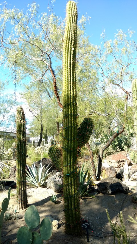 Trichocerus terscheckii plantplacesimage20161106_120602.jpg