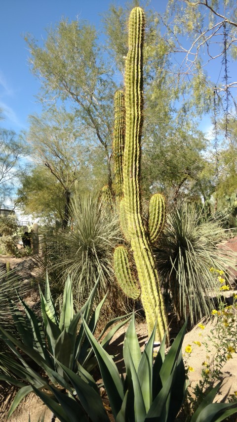 Trichocerus terscheckii plantplacesimage20161106_120625.jpg