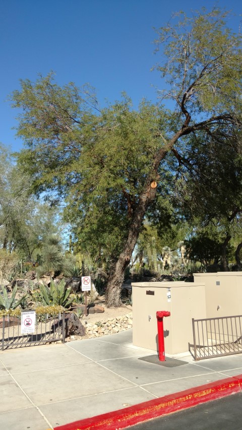 Prosopis chilensis plantplacesimage20161106_120718.jpg