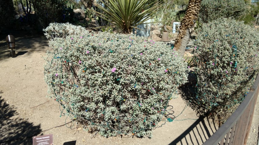 Leucophyllum frutescens plantplacesimage20161106_120836.jpg