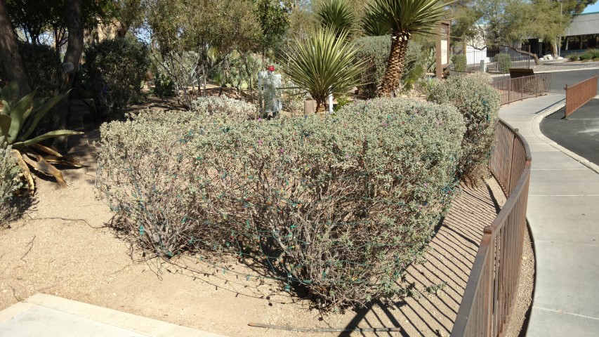 Leucophyllum frutescens plantplacesimage20161106_120855.jpg