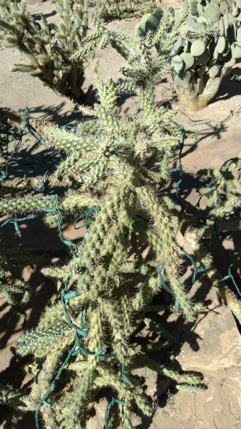 Opuntia fulgida plantplacesimage20161106_121041.jpg